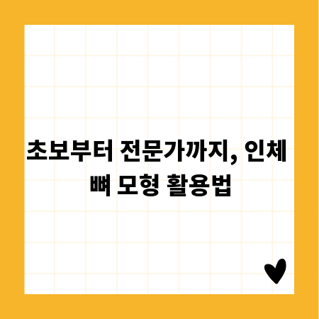 초보부터 전문가까지, 인체 뼈 모형 활용법